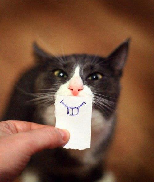 chat-sourire-3