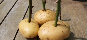 Idée jardinage : réaliser des boutures de rosiers avec des patates